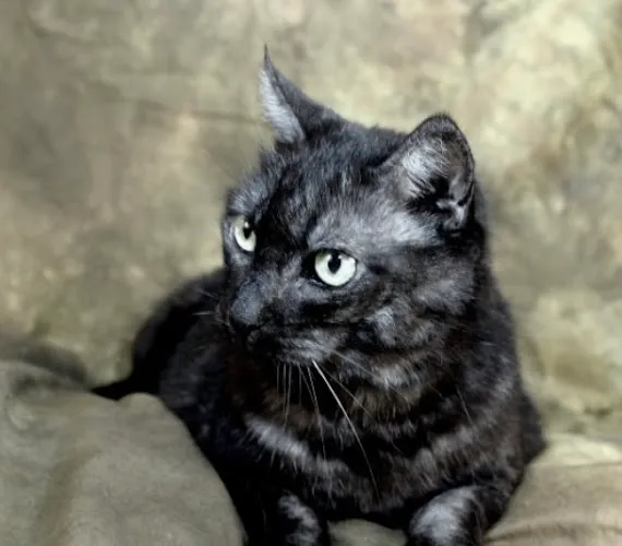 Bark of the Town Pet Spa Palencia - Cat grooming in St. Augustine