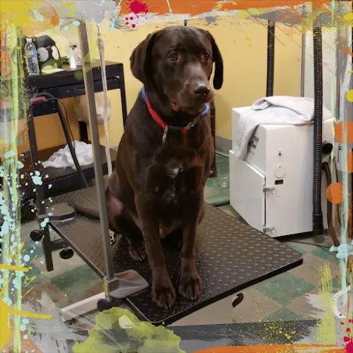 Rhondas Dawggy Pawlor Grooming - Cat grooming in Salem
