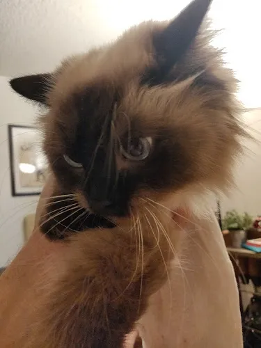 Flawless Pet Grooming - Cat grooming in Redlands
