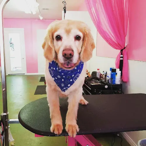 Dog Styling and Boutique - Cat grooming in Glendora