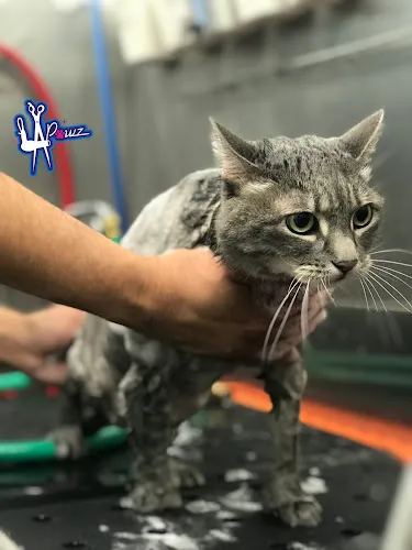 LA Pawz Cat Grooming - Cat grooming in Cedar Creek
