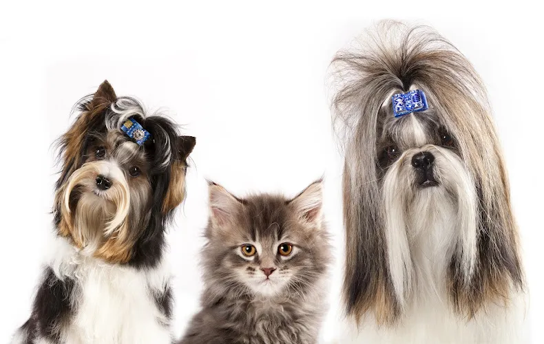 K9 Styles Pet Salon LLC - Cat grooming in Mesa