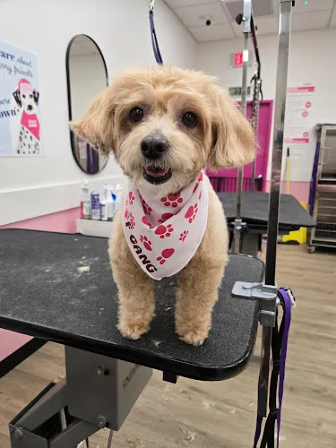Woof Gang Bakery & Grooming South Chandler - Cat grooming in Chandler