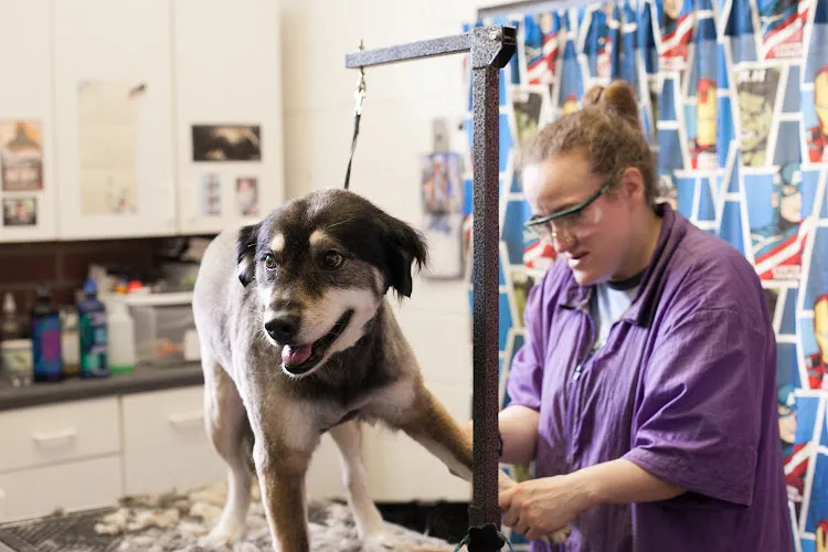 Love Overboard Kennels & Grooming - Cat grooming in Carrboro