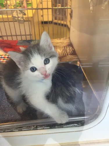 Pampered Lil Paws - Professional cat grooming in Murfreesboro, TN