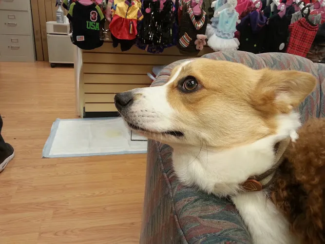 Puppy Village - Cat grooming in Federal Way