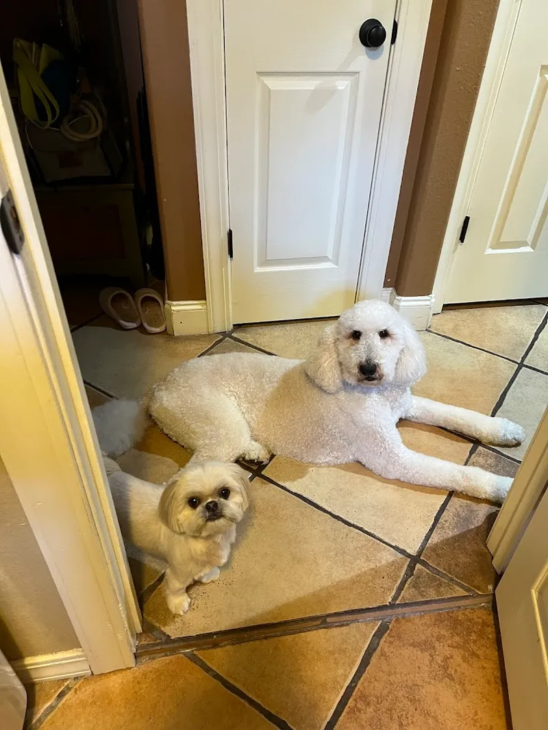 Fancy Dog - Professional cat grooming in San Antonio, TX