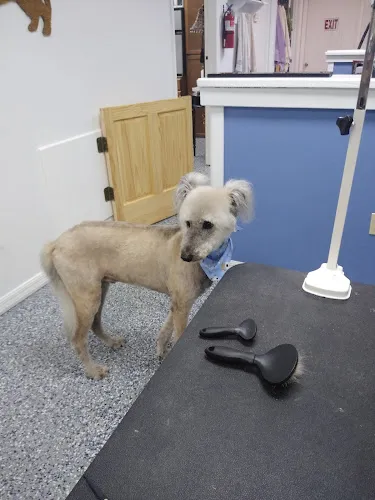 Polly's Pet Grooming - Cat grooming in Dunedin