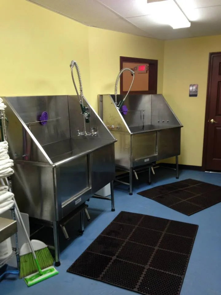 The Social Pup - Cat grooming in Lowell