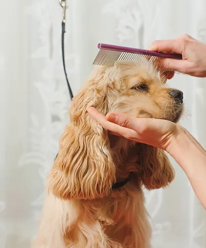 Four Paws Grooming - Cat grooming in Scottsville
