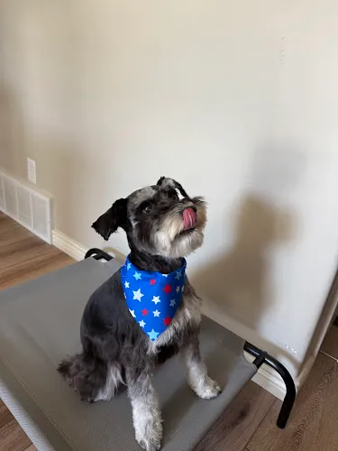 Washes and Wags, LLC - Cat grooming in Santaquin