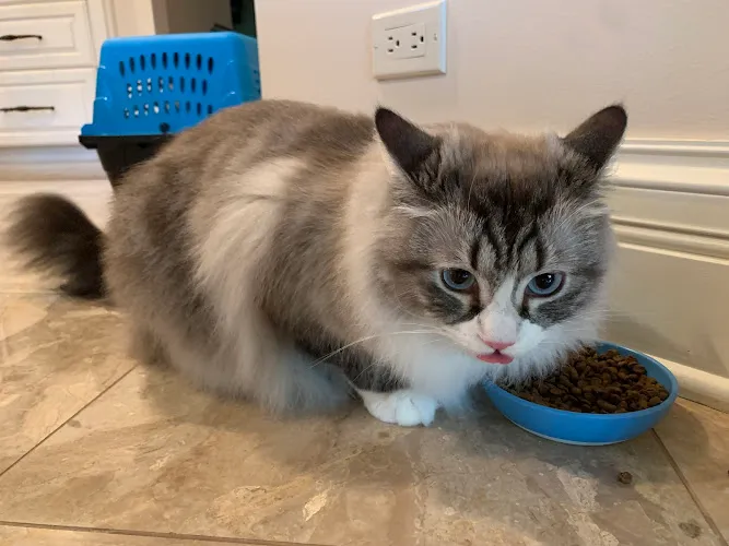 Shaggy Dog Shop Inc - Cat grooming in Lake Forest