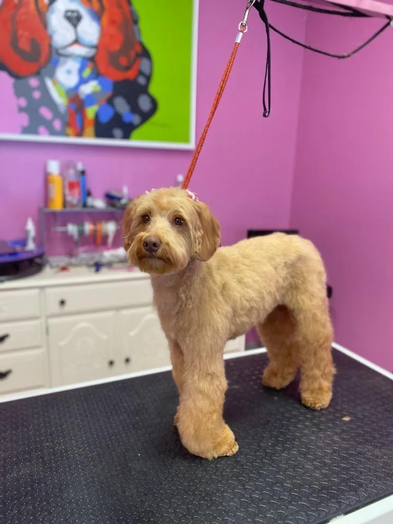 I Shihtzu NOT Groomer! - Mobile cat grooming in Houston, TX