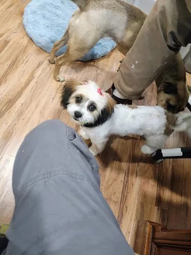 Woof Gang Bakery & Grooming Circle Cross - Cat grooming in San Tan Valley