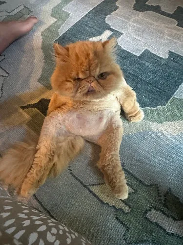 Crystal sPAWs - Professional cat grooming in Bentonville, AR
