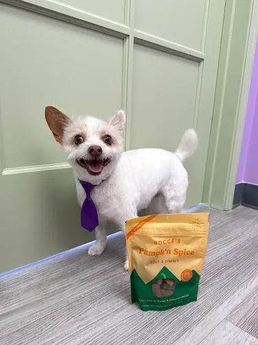 Pawssentials - Cat grooming in Milpitas