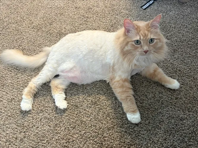 The Paw Spa - Cat grooming in Pueblo