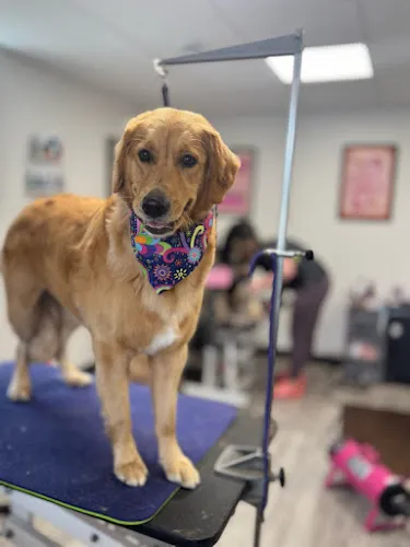 Highland Park Dog Grooming - Cat grooming in Manchester