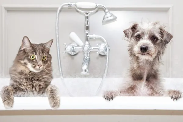 KatWalk Grooming - Cat grooming in Billings