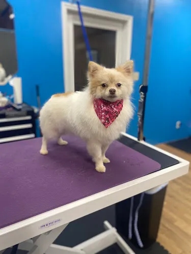Happy Pups, LLC - Cat grooming in Denton