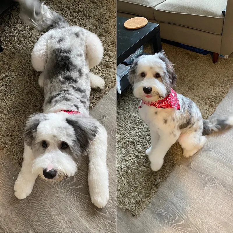 Maries Pet Grooming - Cat grooming in Chicago