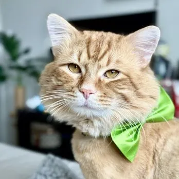 Dawgie Styles - Cat grooming in Lake Elsinore