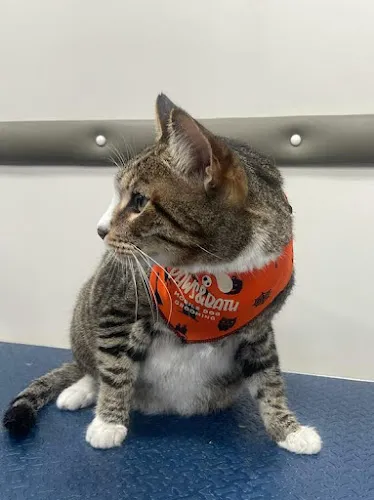 Paws & Bath Mobile Dog Grooming - Mobile cat grooming in Aventura, FL