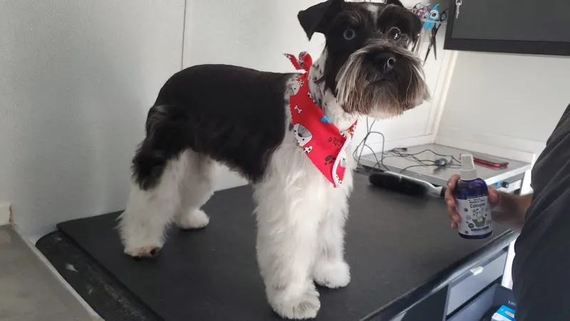Paws4yall - Mobile cat grooming in Round Rock, TX