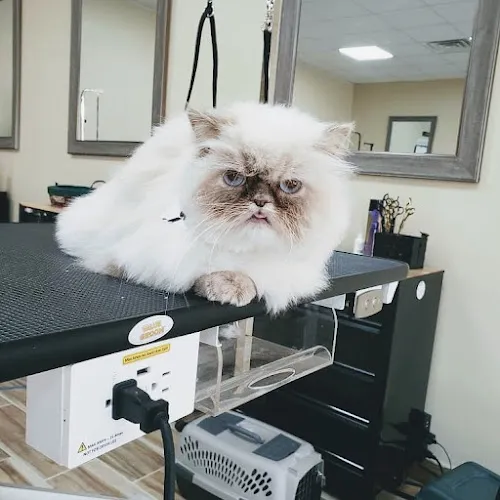 Pampered Paws Spa - Cat grooming in South River