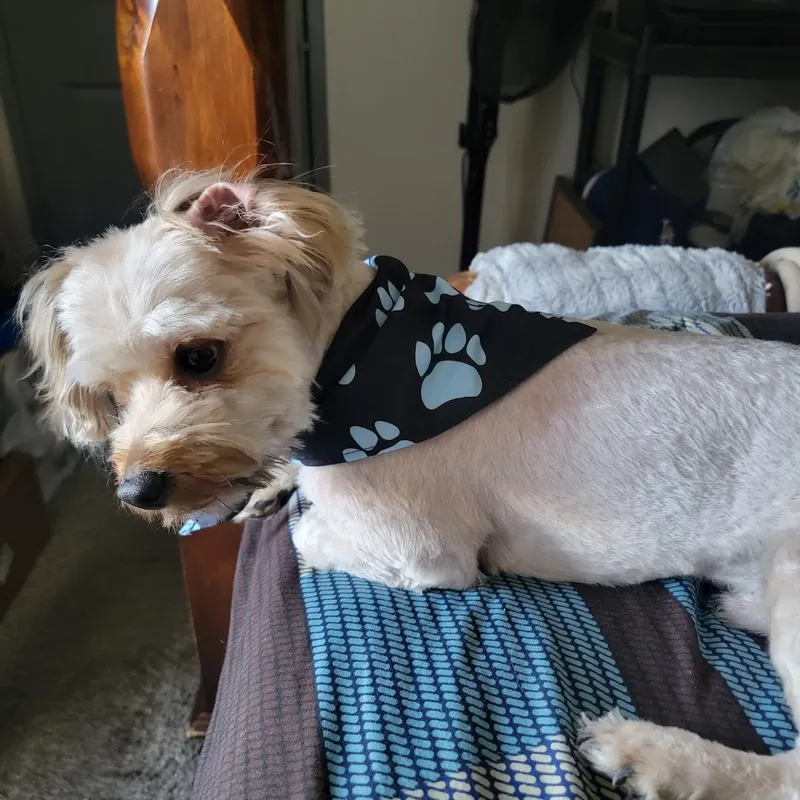 Mobile Pet Groomer Las Vegas | Pawgo - Cat grooming in Las Vegas