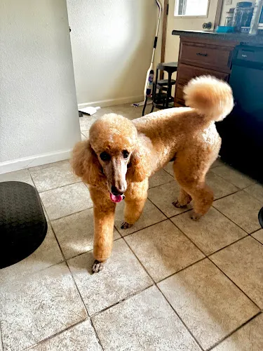Natural Pet Grooming Salon - Cat grooming in Anchorage