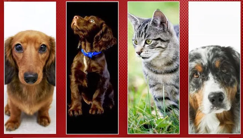 Vinings Important Pets - Cat grooming in Atlanta