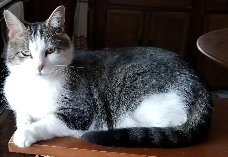 Critters Pet Grooming - Cat grooming in Fairfield
