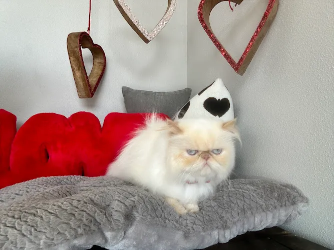 Alley cat and dog grooming - Cat grooming in Fountain Valley