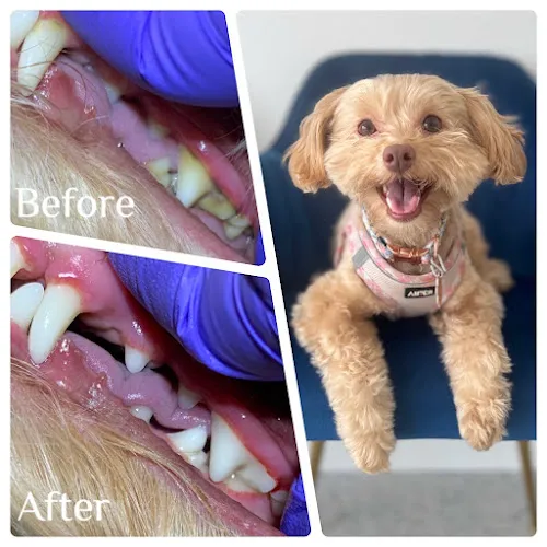 V.I.C. Pet Dental Spa - Oldsmar - Cat grooming in Oldsmar