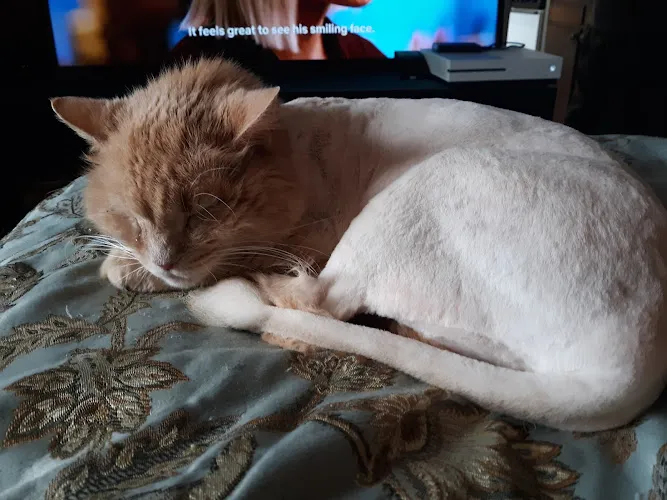 Fur Fluffs Sake - Cat grooming in Marlborough