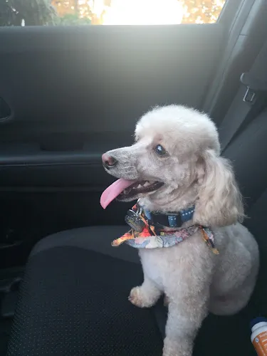 Robyn's Pet Grooming - Mobile cat grooming in Forest Grove, OR