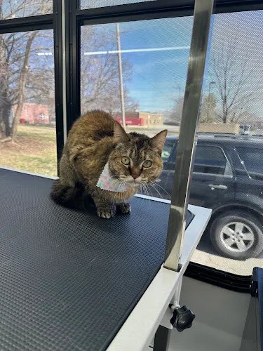 Spaportunities Mobile Pet Grooming - Cat grooming in Blue Springs