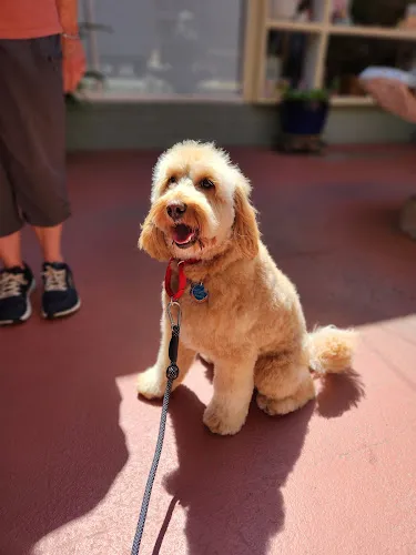 Curly Doodle Dog Grooming - Cloverdale - Cat grooming in Cloverdale