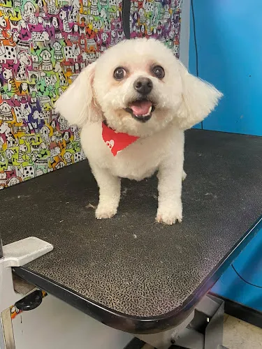 Dazzling Dogs Pet Grooming - Cat grooming in Coon Rapids