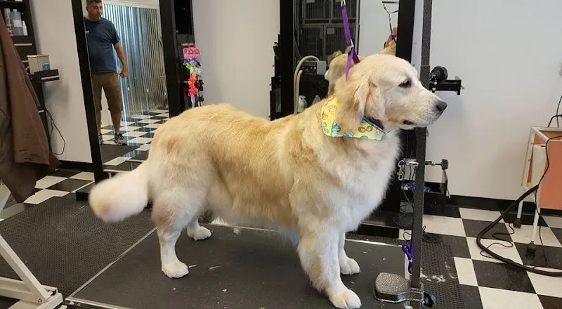 Fresh Prints Pet Spa - Cat grooming in St Johns