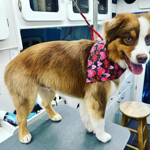 The Itchy Pooch Inc - Cat grooming in Hanford