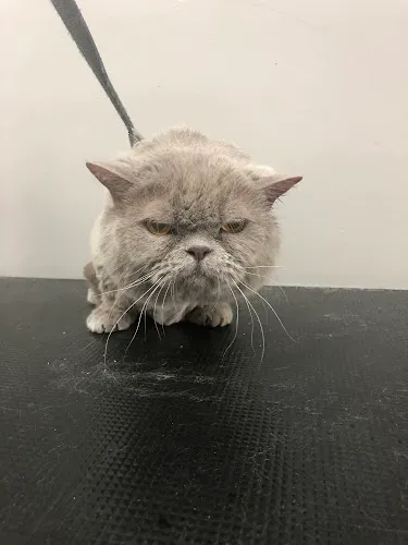 Puppylicious Pet Grooming Salon - Cat grooming in Coconut Creek