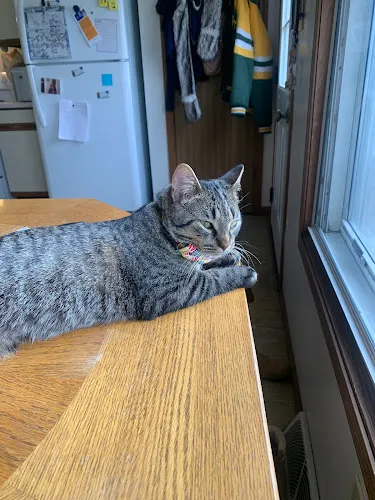 From Head To Tail - Mobile cat grooming in Kenosha, WI