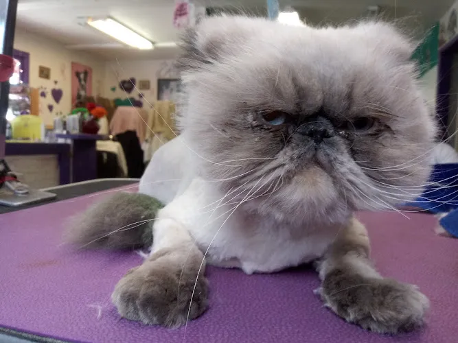 Pampered Pets - Cat grooming in Big Bear