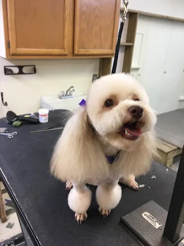 Scissors & Suds Pet Grooming - Cat grooming in San Antonio