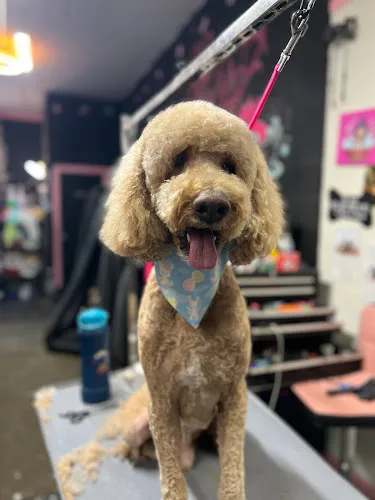 Critter Cuts Dog grooming - Cat grooming in Merced