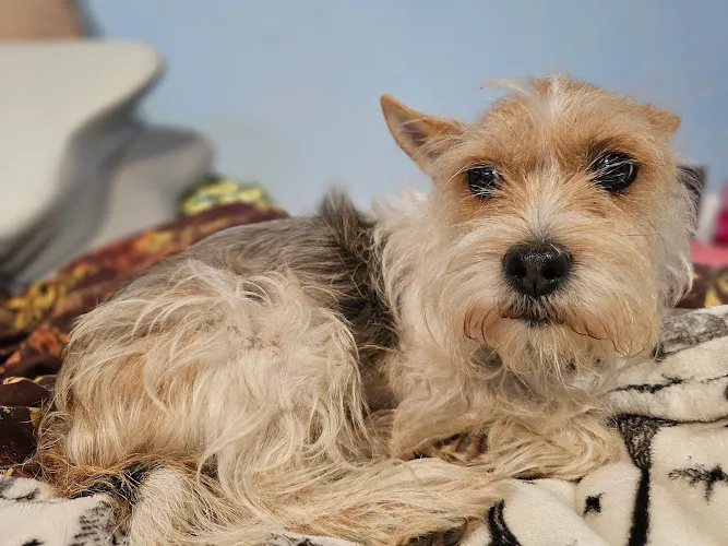 Pampered Pooch - Cat grooming in Owensville