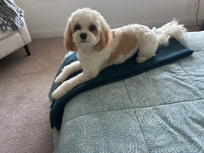 Love Your Doggo - Cat grooming in Blacklick