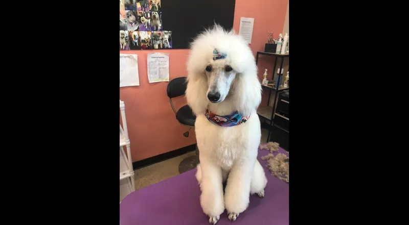 Galaxy Grooming - Cat grooming in Las Vegas